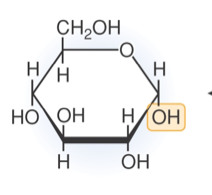 <p>— <strong>major immediate </strong>energy source</p>