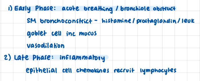 <p><strong>early </strong>phase: acute breathing / bronchiole obstruction (mucous, edema, muscle)</p><p><strong>late </strong>phase: inflammation (epithelial cell chemokines recruit more mediators)</p>