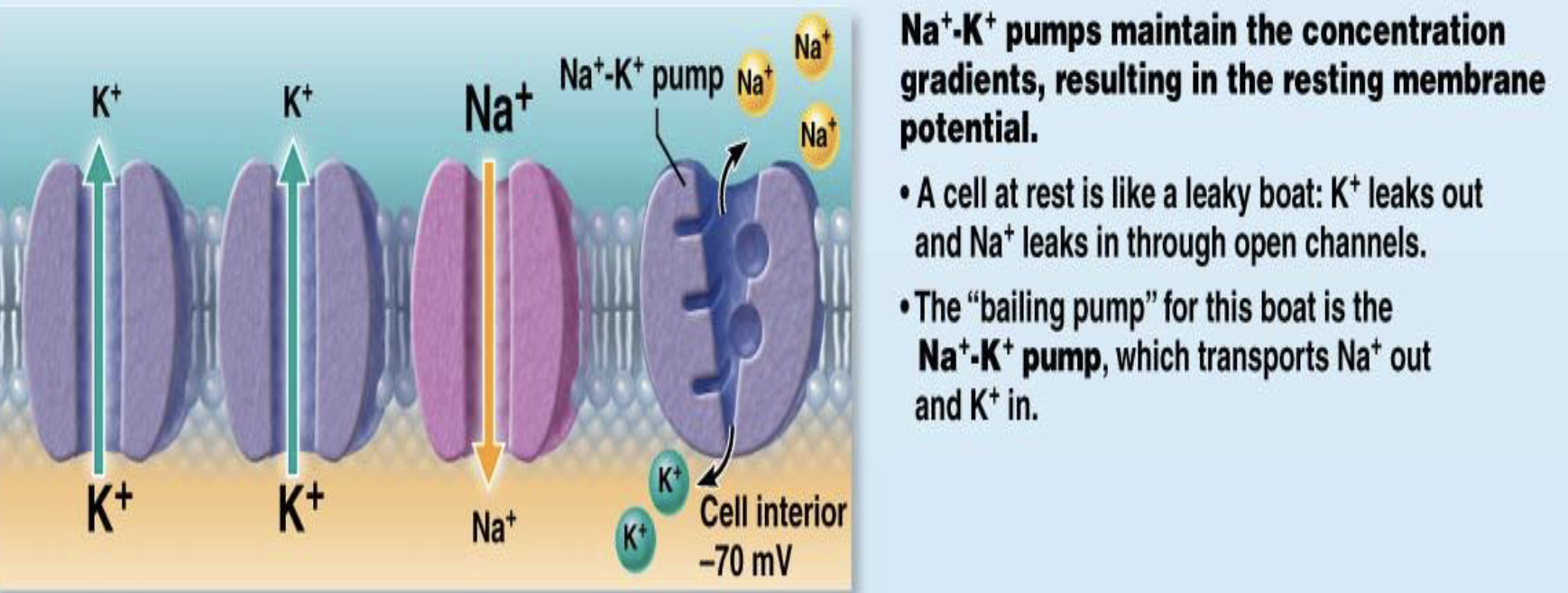 <ul><li><p>What maintains the resting membrane potential?</p><ul><li><p>How many sodium ions does the sodium-potassium pump move out?</p><ul><li><p>How many potassium ions does the sodium-potassium pump move in?</p></li></ul></li></ul></li></ul><p></p>