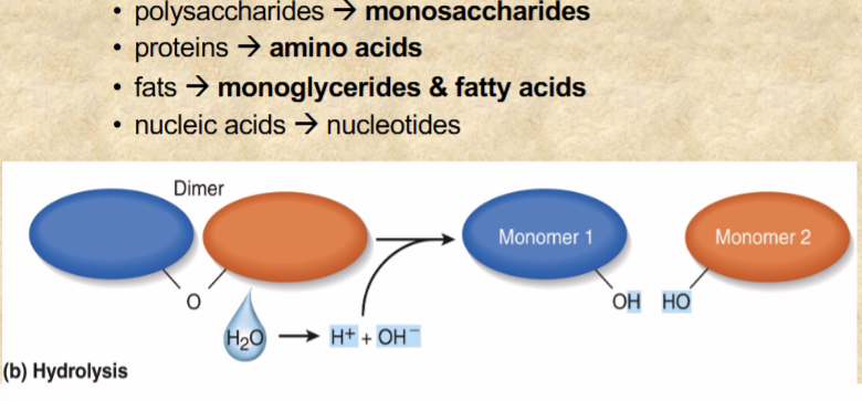 <p>HYDROLYSIS reactions that break dietary macromolecules into monomers</p><ul><li><p>by digestive enzymes from salivary glands, stomach, pancreas, and small intestine</p></li></ul><p></p>