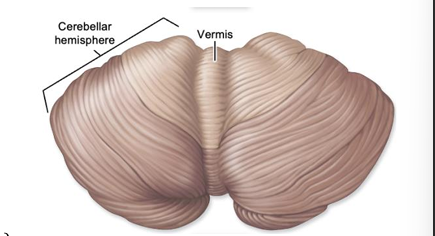 <p>right and left cerebellar hemispheres, several functions such as coordinating and fine tuning movements but doesn’t initiate them, maintains balance and posture in response to info from proprioceptors, assists cerebrum with regulation of behavioral expression, some cognitive skills, some language retrieval</p>