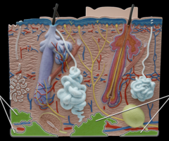 <p>Tissue that stores fat.</p>
