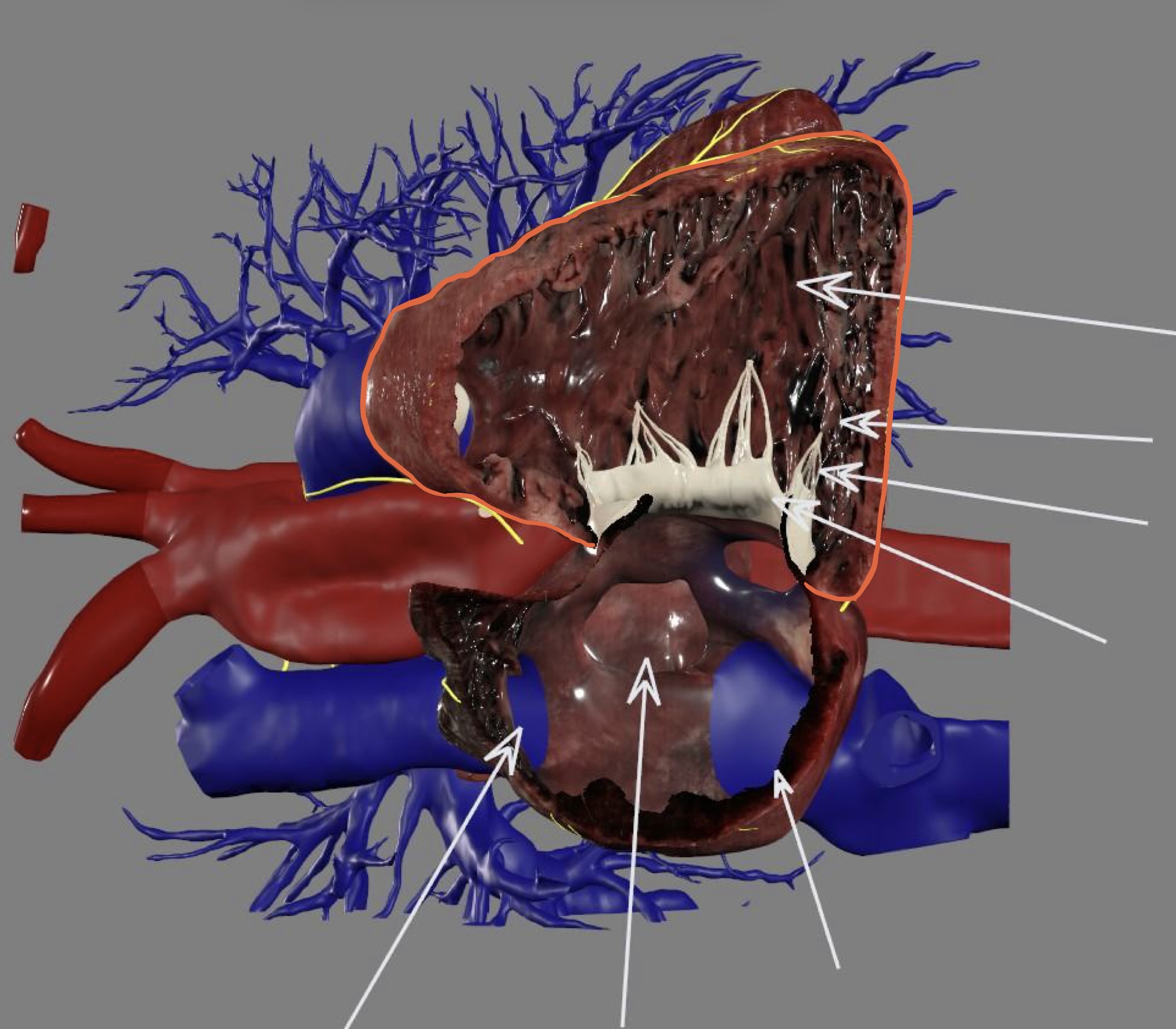 <p><strong>inflow</strong>: right atrioventricular/tricuspid valve</p><ul><li><p>chordae tendineae </p></li><li><p>papillary muscle</p></li><li><p>trabeculae carneae</p></li></ul><p></p>