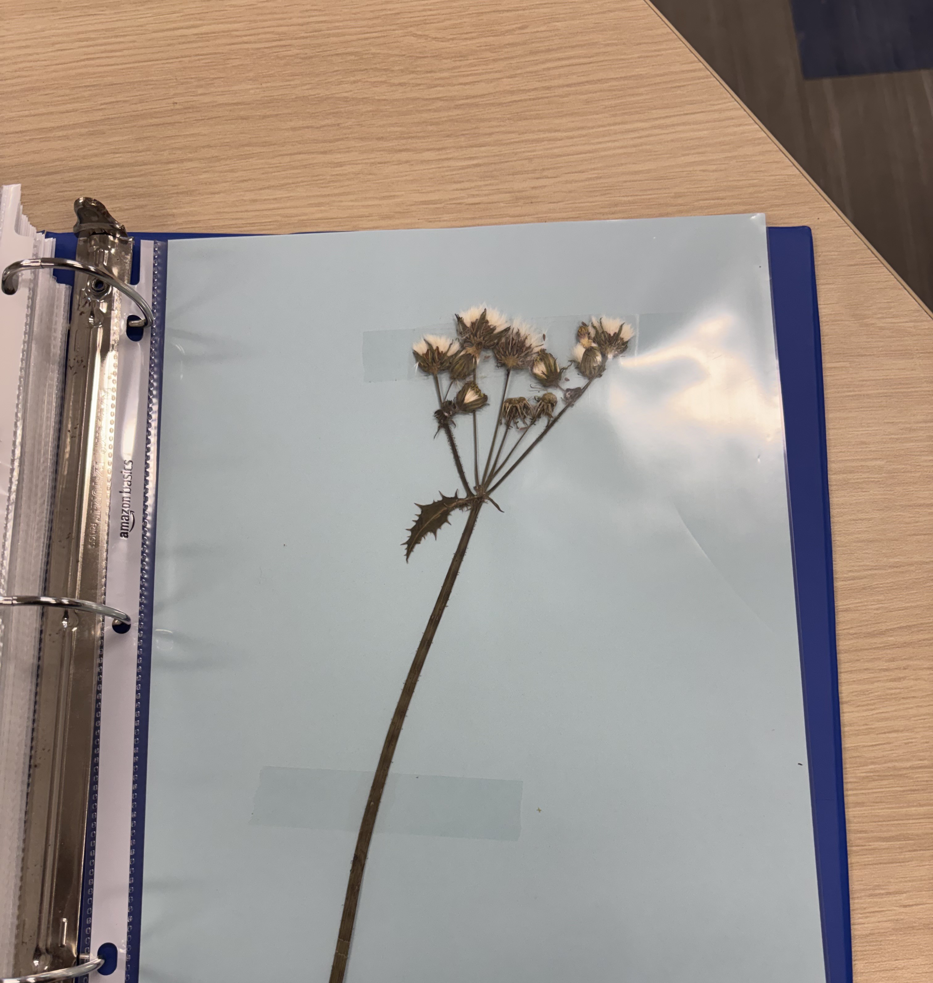 <p>Sow Thistle</p>