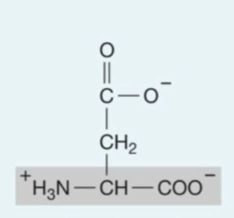<p><strong>Hydrophilic</strong> (<strong>Polar</strong>) Amino Acids: <strong>Acidic</strong></p>