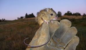 <p>Preble’s Meadow Jumping Mouse (Zapus hudsonius preblei)</p>
