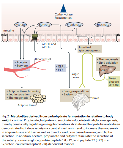 <ul><li><p>Carbohydrate fermentation primarily produces SCFAs, lactate, succinate, and small amounts of ethanol.</p></li><li><p><strong>Regulate metabolism:</strong> SCFAs modulate glucose and lipid metabolism, support liver gluconeogenesis, and provide peripheral energy.</p></li><li><p><strong>Maintain gut health:</strong> butyrate fuels colonocytes, supports epithelial repair, and maintains healthy gut environment</p></li><li><p><strong>Appetite and energy balance:</strong> stimulate GLP-1 and PYY, increasing satiety and modulating food intake</p></li><li><p><strong>Insulin sensitivity:</strong> SCFAs enhance insulin signaling, reduce inflammation, and lower metabolic disease risk</p></li><li><p><strong>Gut barrier function:</strong> strengthen tight junctions, reduce “leaky gut,” and lower endotoxemia (LPS translocation)</p></li></ul><p></p>