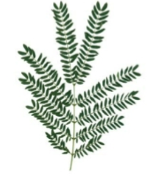 <p>double compound leaf (morphological diversity in leaves)</p>