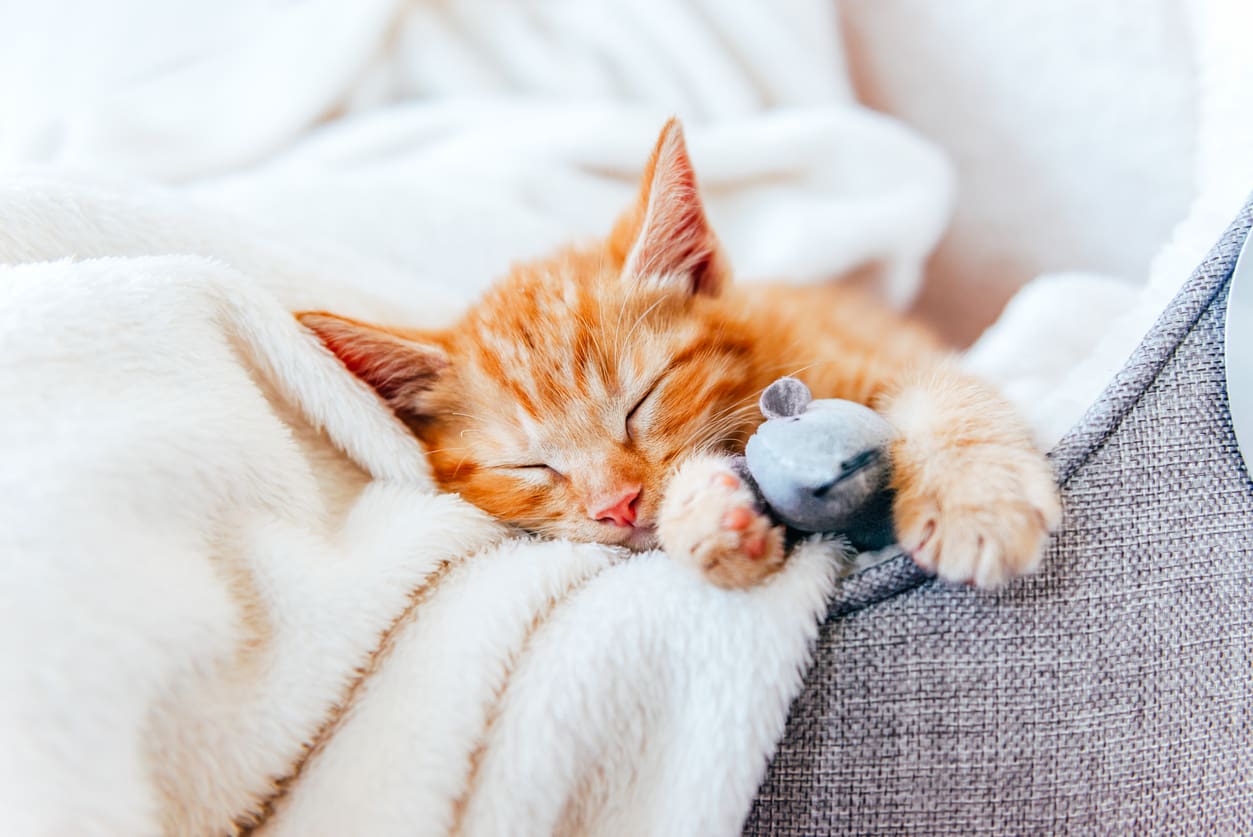 <p>sleep</p>