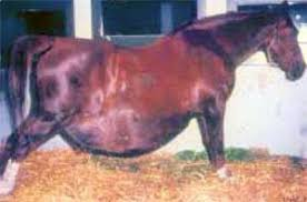 <p>What is likely wrong with this mare?</p>