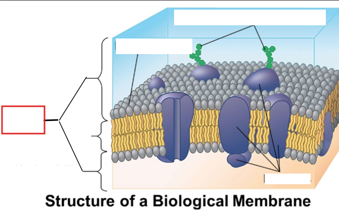 <p>Name that biological membrane part</p>