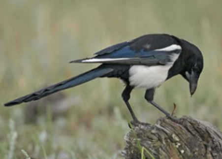 <p>Order: Passeriformes<br>Family: Corvidae</p>