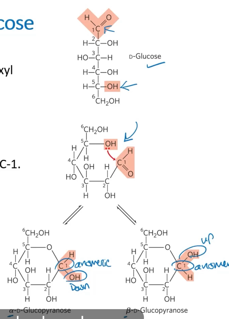 <p>The reaction between the aldehyde group at C-1 and the hydroxyl group and C-5 forms a hemacetel linkage.</p><p>C-1 is the anomeric carbon</p><p>The alpha and beta differs in the position of the -OH groups at C-1. This is relevant for storage forms of glucose</p><p>For alpha form, the hydroxyl is on the bottom. For beta, the -OH is on the top. </p><p></p>