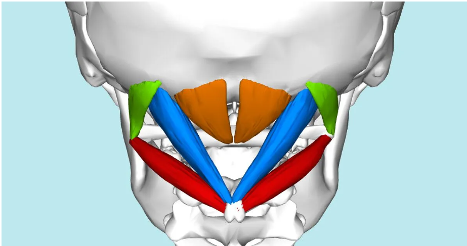 <p>Which colors correspond with each muscle?</p>