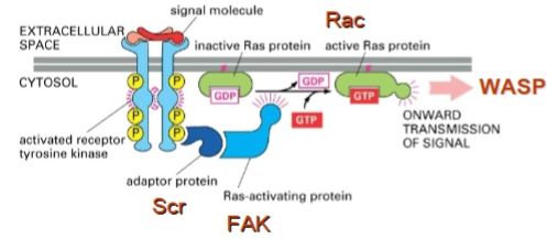 <ol><li><p>FAK (Focal Adhesion Kinase) &amp; Src kinase</p></li></ol><ul><li><p><strong>Wat het is:</strong> FAK is een eiwit dat normaal gesproken aan de binnenkant van het celmembraan zit op plekken waar de cel vastgrijpt aan zijn omgeving (focal adhesions).</p></li><li><p><strong>De actie:</strong> Wanneer een bacterie aan een receptor bindt (zoals bij het Zipper-mechanisme), activeert dit het eiwit <strong>Src kinase</strong>. Src kinase is een soort enzymatische schakelaar: het plakt een fosfaatgroep op FAK (<strong>FAK is phosphorylated</strong>). Hierdoor rekruteert en activeert FAK de volgende eiwitten in de keten.</p></li></ul><ol start="2"><li><p>Cdc42 / Rac (Rho-GTPases)</p></li></ol><ul><li><p><strong>Wat het is:</strong> Dit zijn moleculaire 'aan/uit'-schakelaars binnen in de cel die specifiek de dynamiek van het cytoskelet aansturen.</p></li><li><p><strong>De actie:</strong> Zodra FAK geactiveerd is, geeft deze het signaal door aan <strong>Cdc42</strong> en <strong>Rac</strong>.</p><ul><li><p><strong>Cdc42</strong> zorgt specifiek voor de vorming van <em>filopodia</em> (vingerachtige uitsteeksels).</p></li><li><p><strong>Rac</strong> zorgt voor <em>lamellipodia</em> (brede, golvende membraanuitstulpingen).</p></li><li><p><em>Link met Trigger-mechanisme:</em> Sommige bacteriën spuiten effectoren in die Cdc42 of Rac <em>direct</em> aanzetten, waardoor ze Src en FAK dus slim overslaan.</p></li></ul></li></ul><ol start="3"><li><p>N-WASP (Neural Wiskott-Aldrich Syndrome Protein)</p></li></ol><ul><li><p><strong>Wat het is:</strong> Dit is een zogenaamd 'effector-eiwit' dat reageert op de actieve schakelaars.</p></li><li><p><strong>De actie:</strong> De geactiveerde Cdc42 bindt aan <strong>N-WASP</strong>. Hierdoor verandert N-WASP van vorm: het klapt open en verandert van een inactieve toestand naar een actieve toestand. Eenmaal opengevouwen kan N-WASP direct de 'bouwmachine' van de cel activeren.</p></li></ul><ol start="4"><li><p>ARP2/3 complex (Actin-Related Proteins)</p></li></ol><ul><li><p><strong>Wat het is:</strong> Dit is de ultieme <strong>nucleating protein</strong> (de bouwmachine) die we in de allereerste dia zagen.</p></li><li><p><strong>De actie:</strong> N-WASP activeert het <strong>ARP2/3-complex</strong>. Dit complex landt op een al bestaand actinefilament en begint daar een <em>nieuwe zijtak</em> te bouwen onder een specifieke hoek van 70 graden. Dit zorgt voor een explosieve groei van een vertakt actinenetwerk vlak onder het membraan, wat het membraan naar buiten duwt.</p></li></ul><p></p>