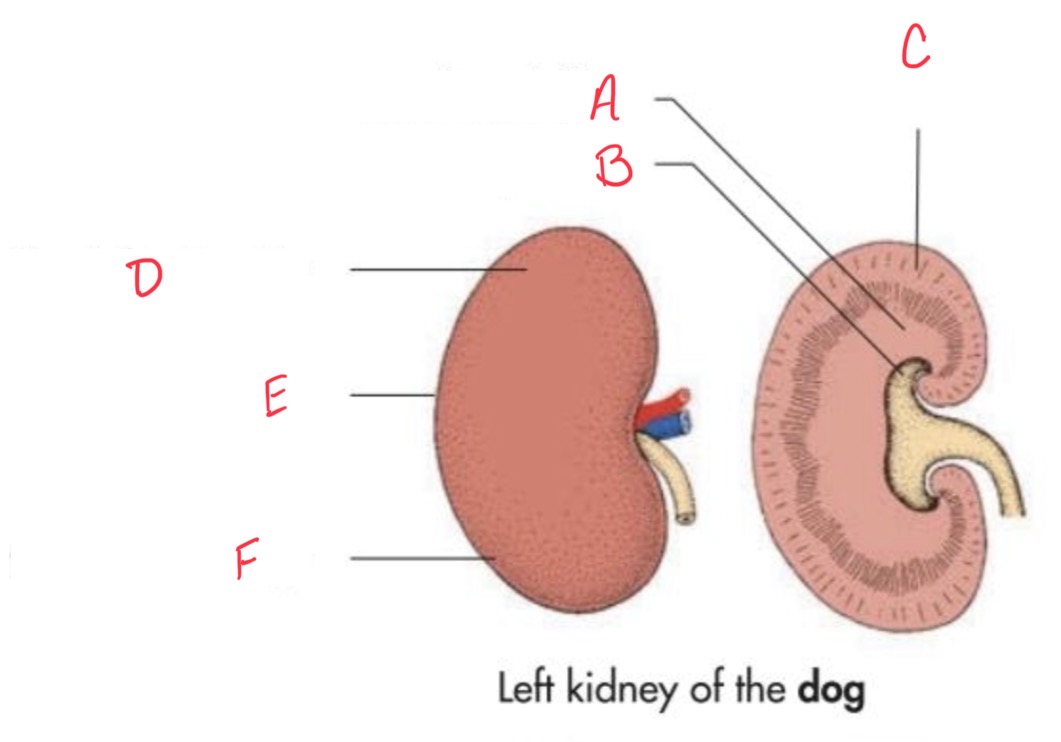 <p>What is labeled B?</p>
