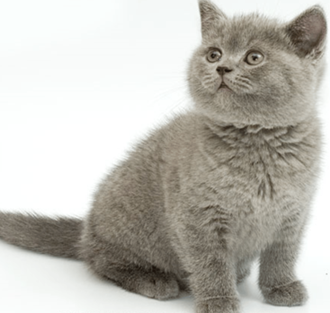 <p>TRANSLATION: то же самое относится к</p><p>DEFINITION: the same statement is true about another situation</p><p>EXAMPLE: You need patience with puppies; ........................ kittens. Вам нужно терпение со щенками; ТО ЖЕ САМОЕ ОТНОСИТСЯ К котятам.</p>