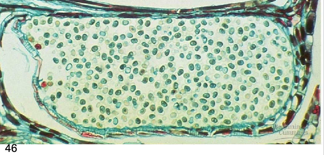 <p>Archaeplastida: Plantae: Tracheophyta: Spermatophyta: Gymnospermae: <strong>Coniferophyta (2.3: Conifer life cycle: pollen continued) </strong></p>