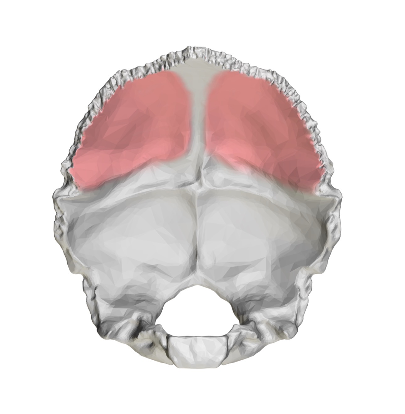 <p>What is this bone detail?</p>