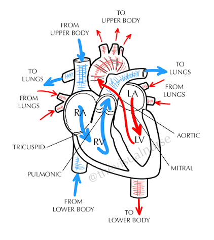 <p>Flow of Blood Through the Heart </p>