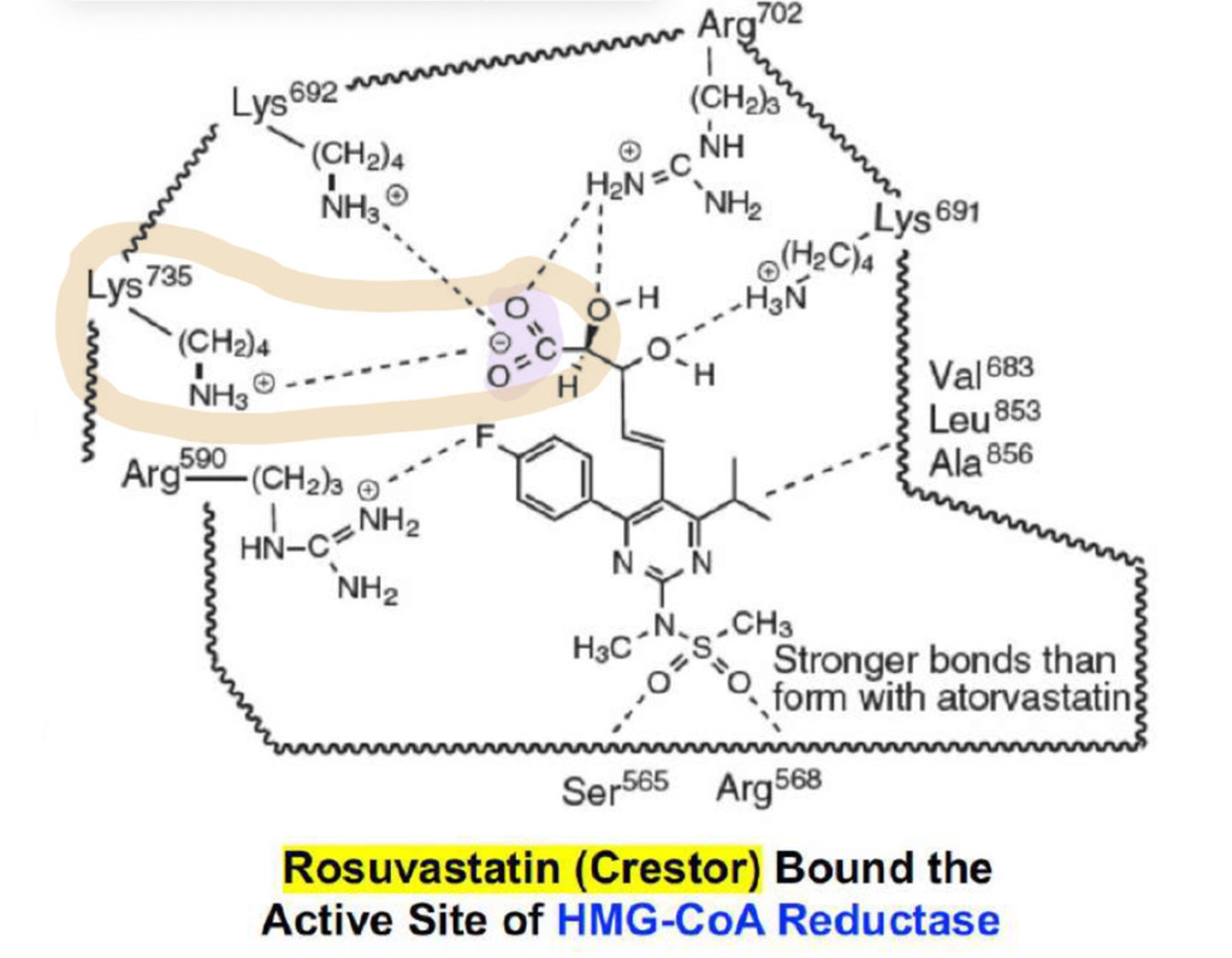 <p>the ionized carboxylic acid on statins forms a key __ anchoring interaction with positively charged ions within the active site of HMG CoA reductase</p>