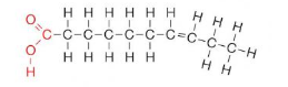 <p>They contain 1 or more double bonds in the carbon chain. This makes their hydrocarbon tail slightly bent, making them less flexible and unable to stack together (liquid at room temperature)</p><p>ex: vegetable oils</p>