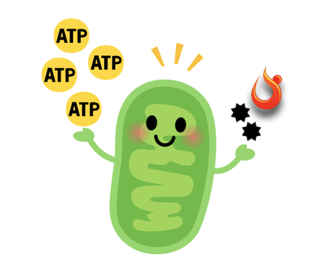 <p>Name 5 cellular processes that require <strong>ATP</strong>.</p>