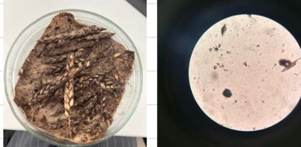 <p>Cladosporium herbarum - črnobe na različnih rastlinah (rod Cladosporium) </p>