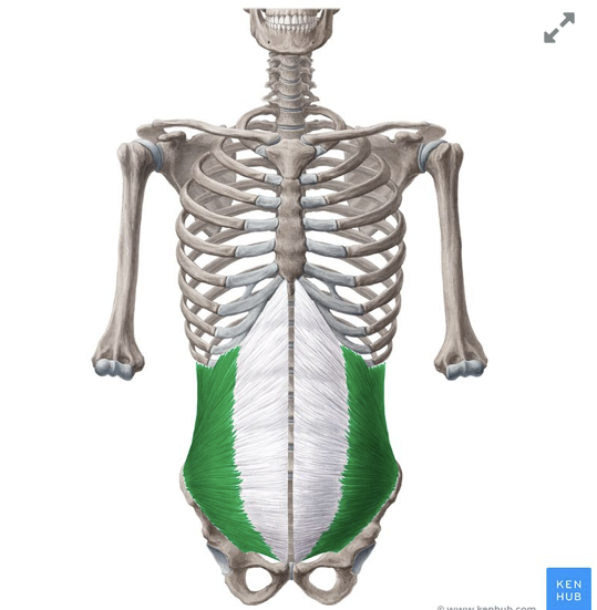 <p>what structure is depicted in green</p>