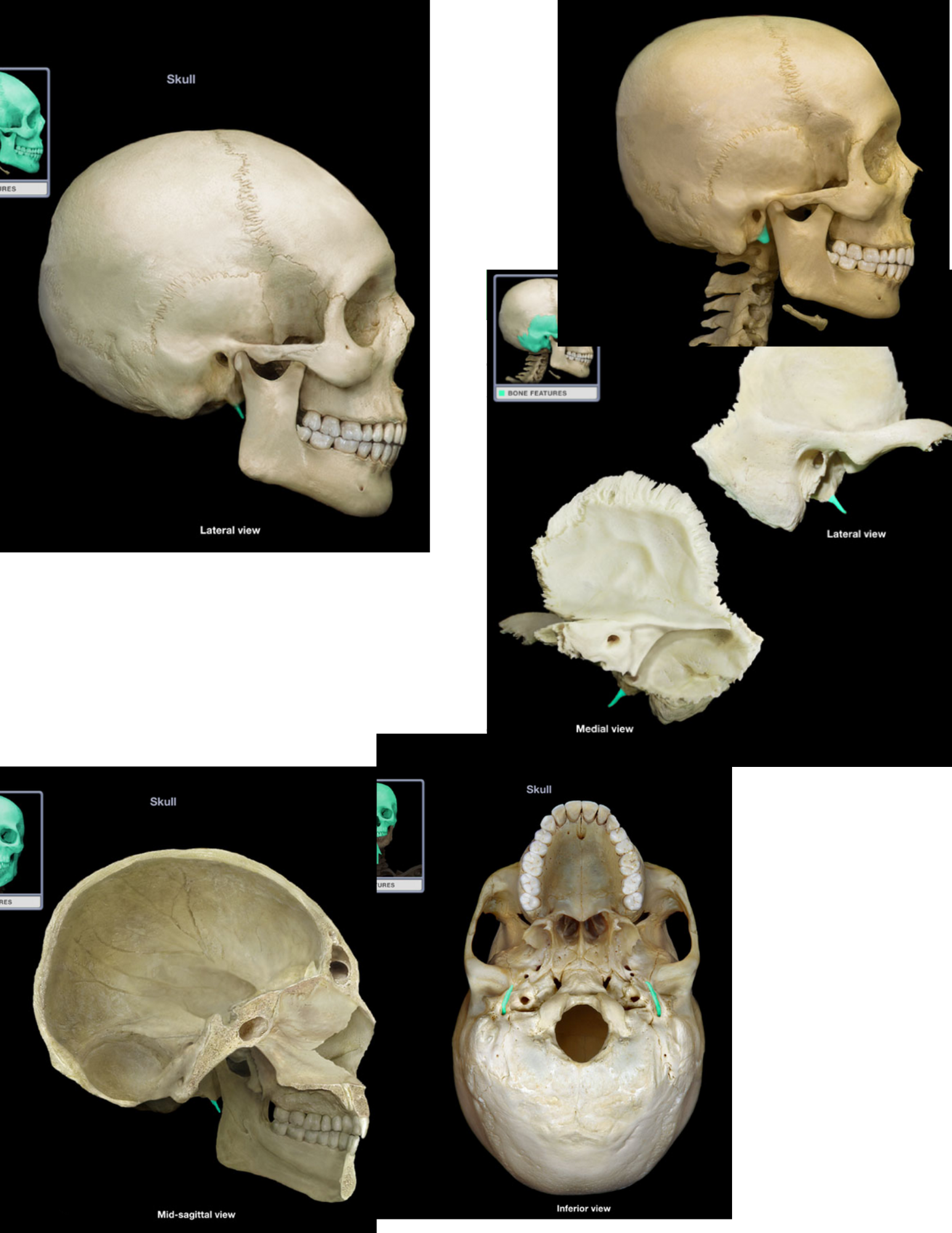 knowt flashcard image