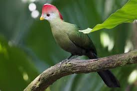 <p>Turaco</p>