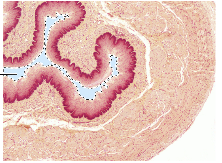 knowt flashcard image