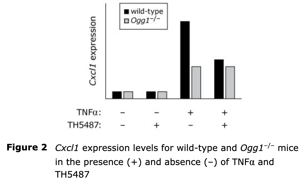 <p class="p1">If Cxcl1 is lower in Ogg1-/- mice, that means normal OGG1 must <strong>stimulate</strong> TNFα-induced Cxcl1 expression.</p><p class="p1">So statement II is true: OGG1 stimulates the TNF<span>α </span>induced <em>Cxcl1</em> expression.</p>