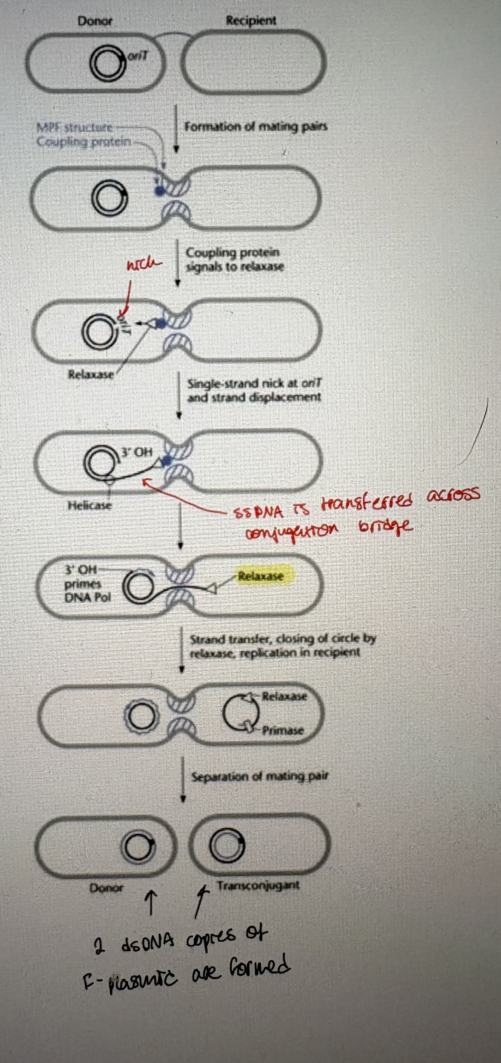 <p>Plasmid transfer steps/Chromosome transfer by plasmids </p>