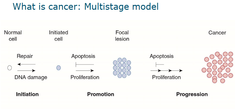 <p>the loss of control over cell division</p><ul><li><p>changes in genes involved in the cell cycle</p></li></ul><p>no single event is enough to turn a cell into a cancerous cell (multi-step)</p><p>Accumulation of damage to a number of genes (multiple hits) across time leads to cancer</p><p></p>