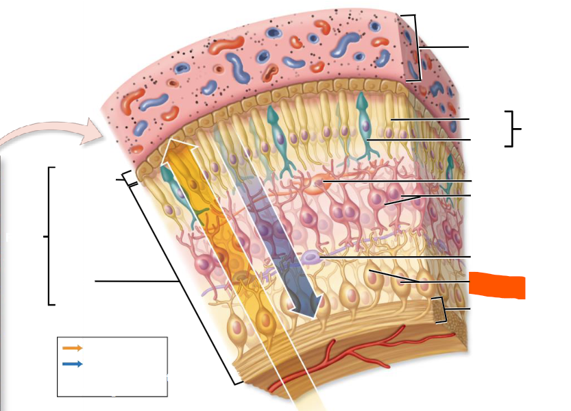 knowt flashcard image