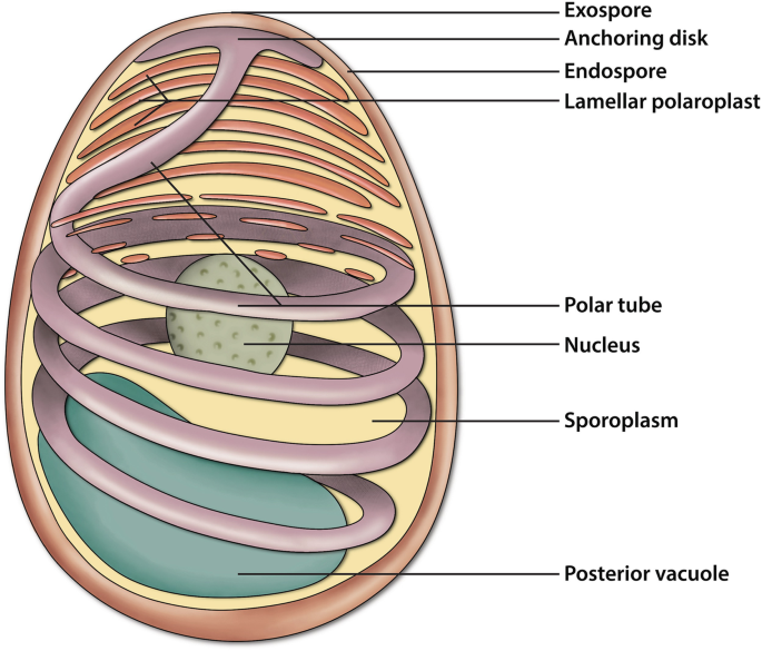 <ul><li><p>coiled spring to get into host</p></li><li><p>infect people with impaired immune systems</p></li><li><p>large affect on honey bee populations</p></li><li><p>inhabit moist places</p></li></ul><p></p>