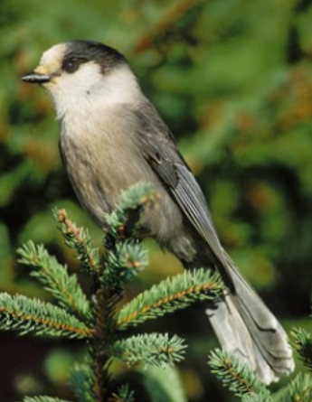 <p>Order: Passeriformes<br>Family: Corvidae</p>