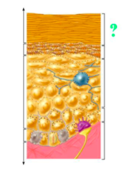 <p>identify the indicated region of the epidermis</p>