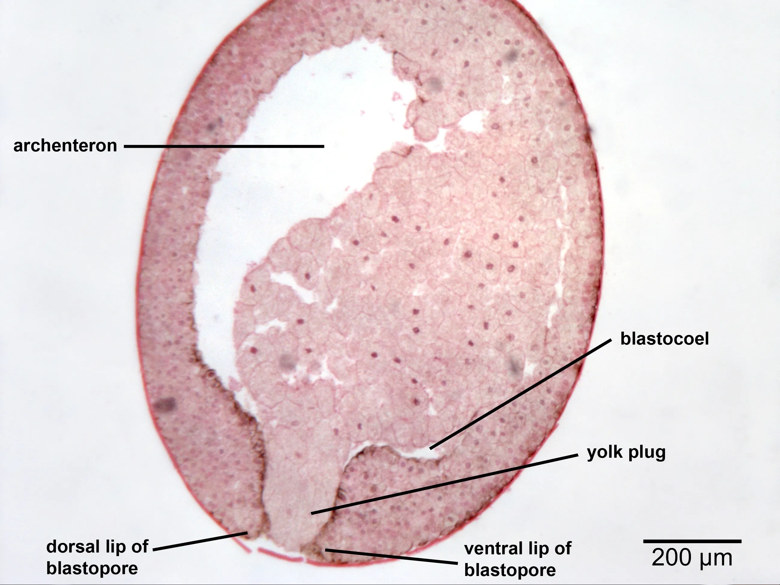 <p>Know the blastopore, archenteron, and yolk plug.</p>