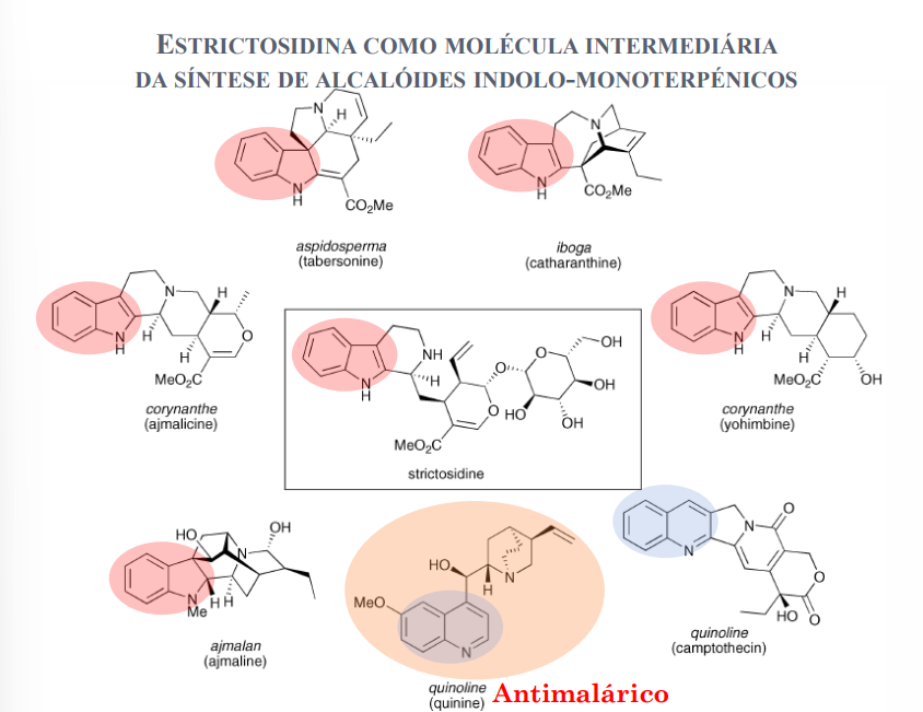<p>É a estrictosidina que é o intermediário de todos os alcaloides derivados do triptofano indolo-monoterpenicos.</p>
