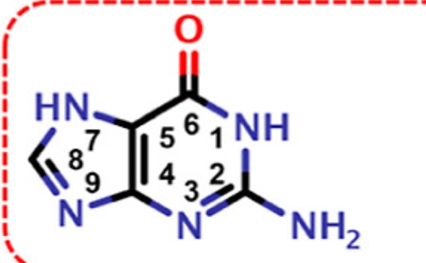 <p>Keto form, hydrogen bonding with cytosine</p>