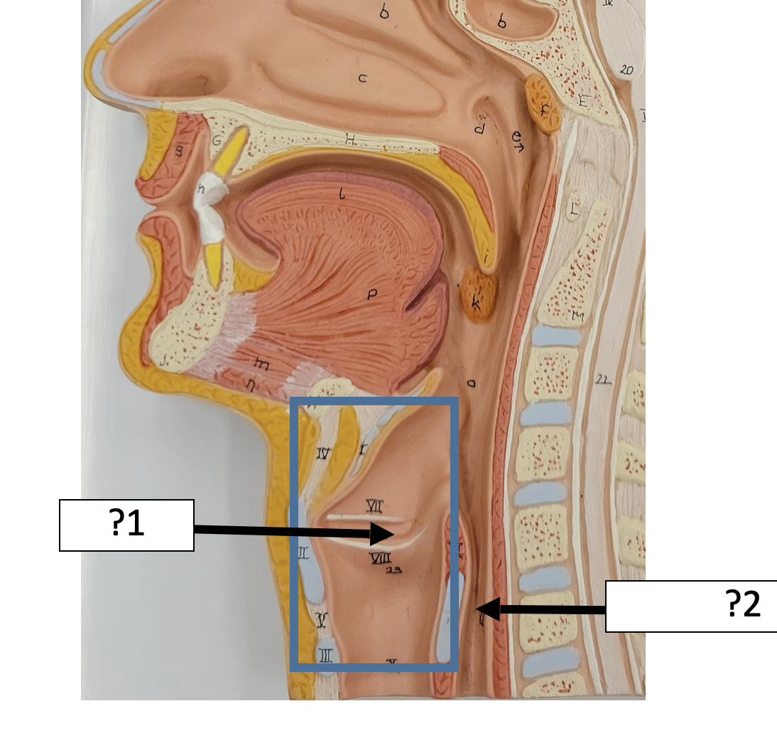 <p>1 Name the entire structure? </p>