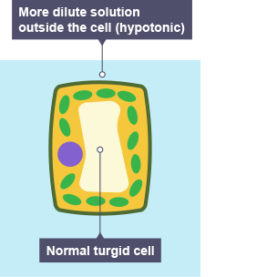 <p>Turgid as vacuole gets bigger and pushes membrane against cell wall</p>