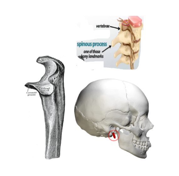 <p>Coronoid process (mandible); styloid process (temporal bone) ; spinous process (vertebra)</p>