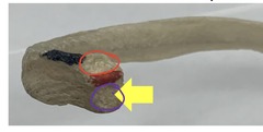 <p>if this is rib 8 where would the red circle articulate</p>