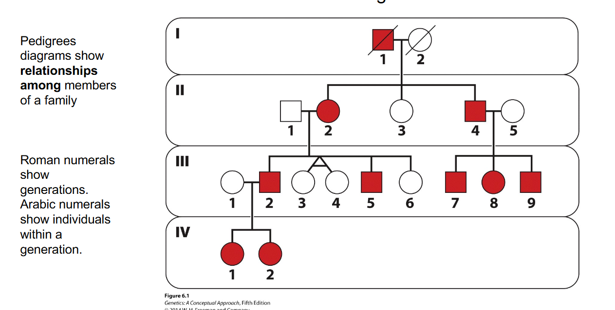 <p>Why are pedigrees useful when studying inherited disease?</p>