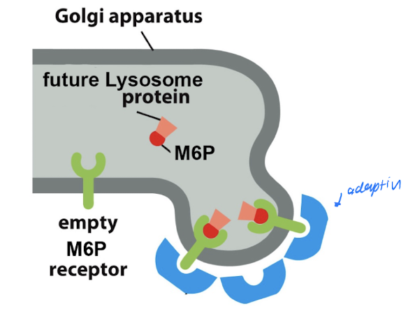 <p>= deliver cargo to target organelles </p><p>ex. M6P receptors deliver lysosome proteins (enzymes) from Golgi → lysosome</p>