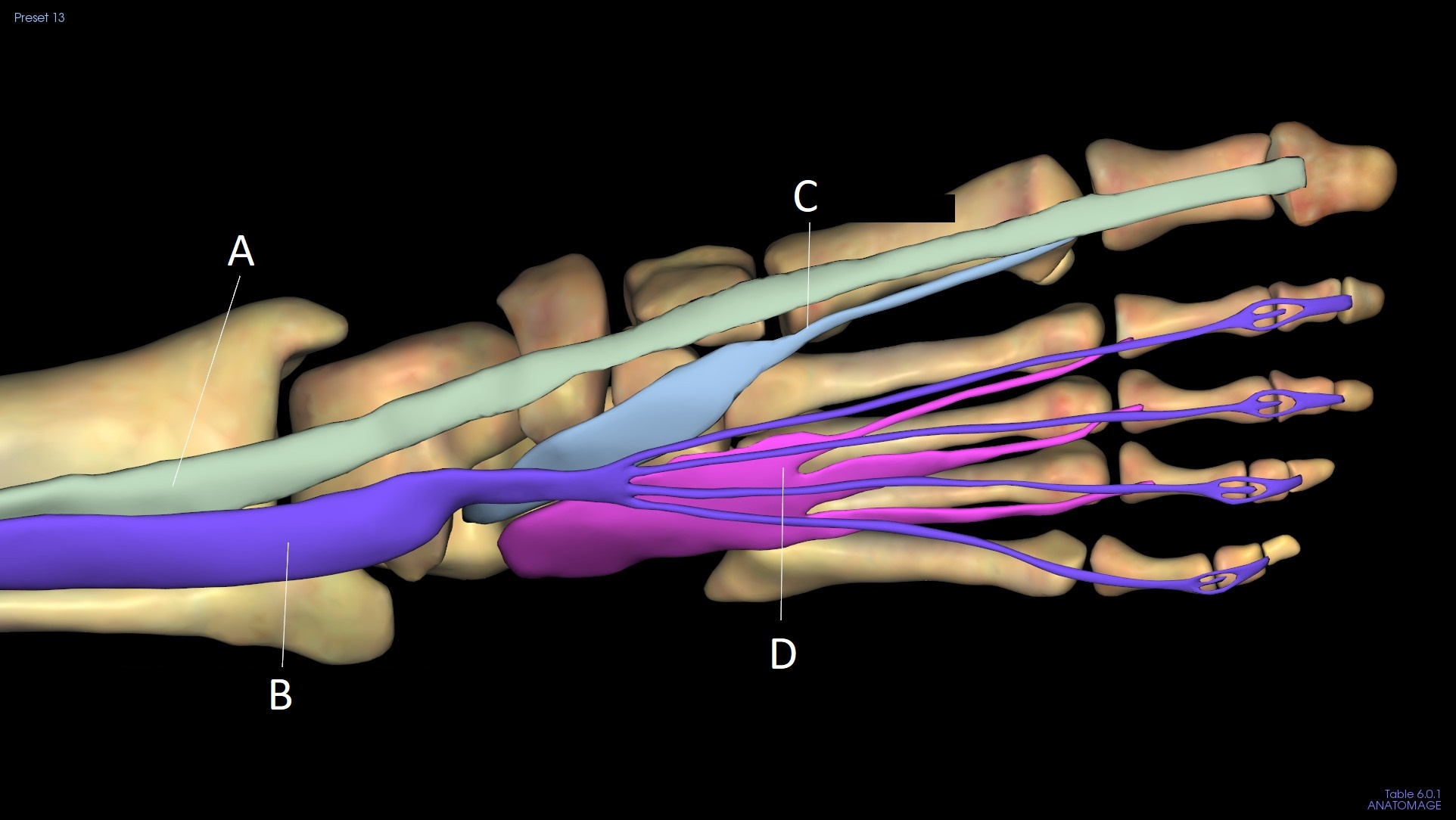 <p>C</p>