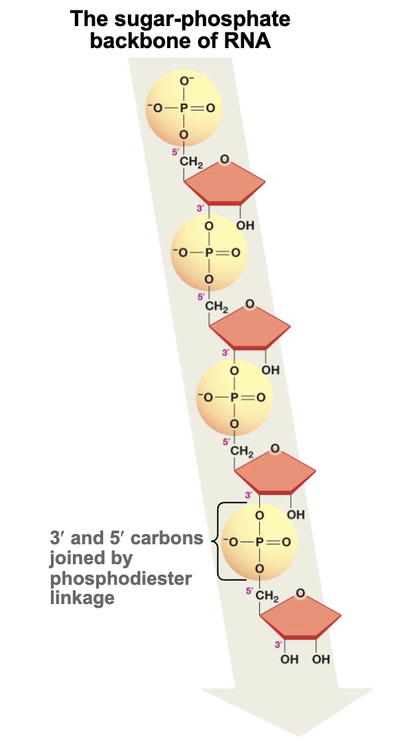 <p>The 5’ phosphate group of the monomer joins with the 3’ of the end sugar (the -OH)</p>